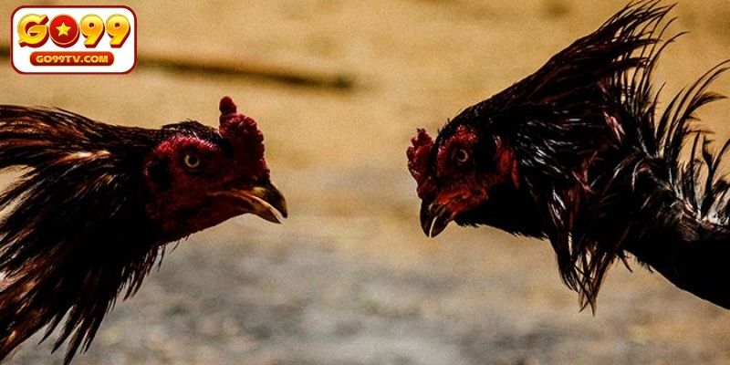 Các hình thức đá gà phổ biến tại GO99 hiện nay